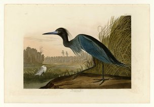 美国鸟类谱图 奥·杜邦 307_Blue_Crane_or_Heron[鸟类图 