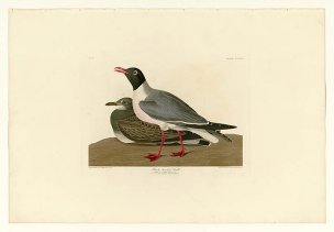 美国鸟类谱图 奥·杜邦 314_Black-headed_Gull[鸟类图谱 