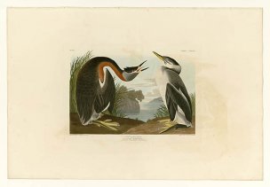 美国鸟类谱图 奥·杜邦 298_Red-necked_Grebe[鸟类图谱 