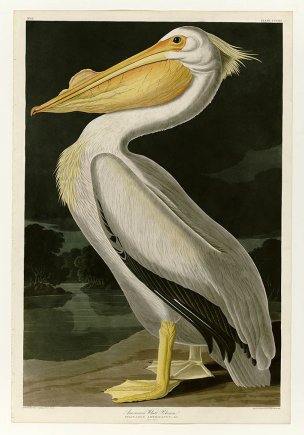 美国鸟类谱图 奥·杜邦 311_American_White_Pelican[鸟类 