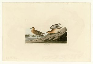 美国鸟类谱图 奥·杜邦 265_Buff_breasted_Sandpiper[鸟类 