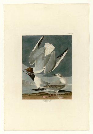 美国鸟类谱图 奥·杜邦 324_Bonapartian_Gull[鸟类图谱 
