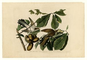 美国鸟类谱图 奥·杜邦 2_Yellow-billed_Cuckoo[鸟类图 
