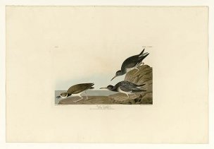 美国鸟类谱图 奥·杜邦 284_Purple_Sandpiper[鸟类图谱 