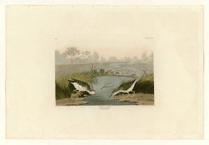 美国鸟类谱图 奥·杜邦 310_Spotted_Sandpiper[鸟类图谱 