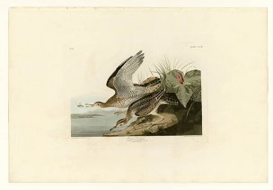 美国鸟类谱图 奥·杜邦 303_Bartram_Sandpiper[鸟类图谱 