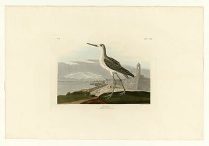 美国鸟类谱图 奥·杜邦 269_Greenshank[鸟类图谱] 