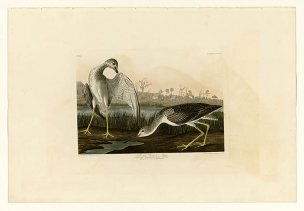美国鸟类谱图 奥·杜邦 308_Tell-tale_Godwit_or_Snipe[鸟 