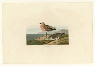 美国鸟类谱图 奥·杜邦 315_Red-breasted_Sandpiper[鸟类 