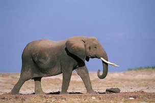 风景摄影 佚名 野生动物 (98)[野生动物] 