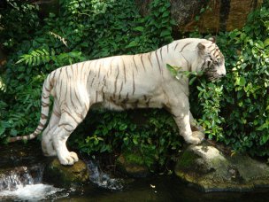 风景摄影 佚名 野生动物 (279)[野生动物] 