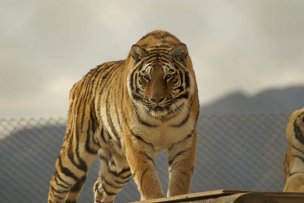 风景摄影 佚名 野生动物 (276)[野生动物] 