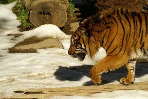 风景摄影 佚名 野生动物 (245)[野生动物] 