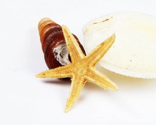 风景摄影 佚名 贝壳 (94)[贝壳] 