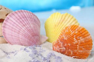 风景摄影 佚名 贝壳 (74)[贝壳] 