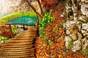 风景摄影 佚名 森林风景 (3)[森林风景] 