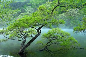风景摄影 佚名 森林风景 (8)[森林风景] 