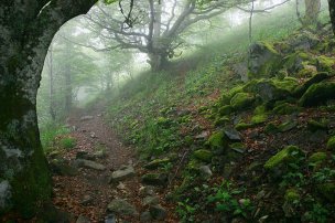 风景摄影 佚名 森林风景 (1)[森林风景] 