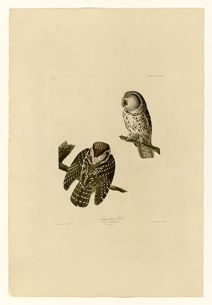 美国鸟类谱图 奥·杜邦 380_Tengmalm's_Owl[鸟类图谱 