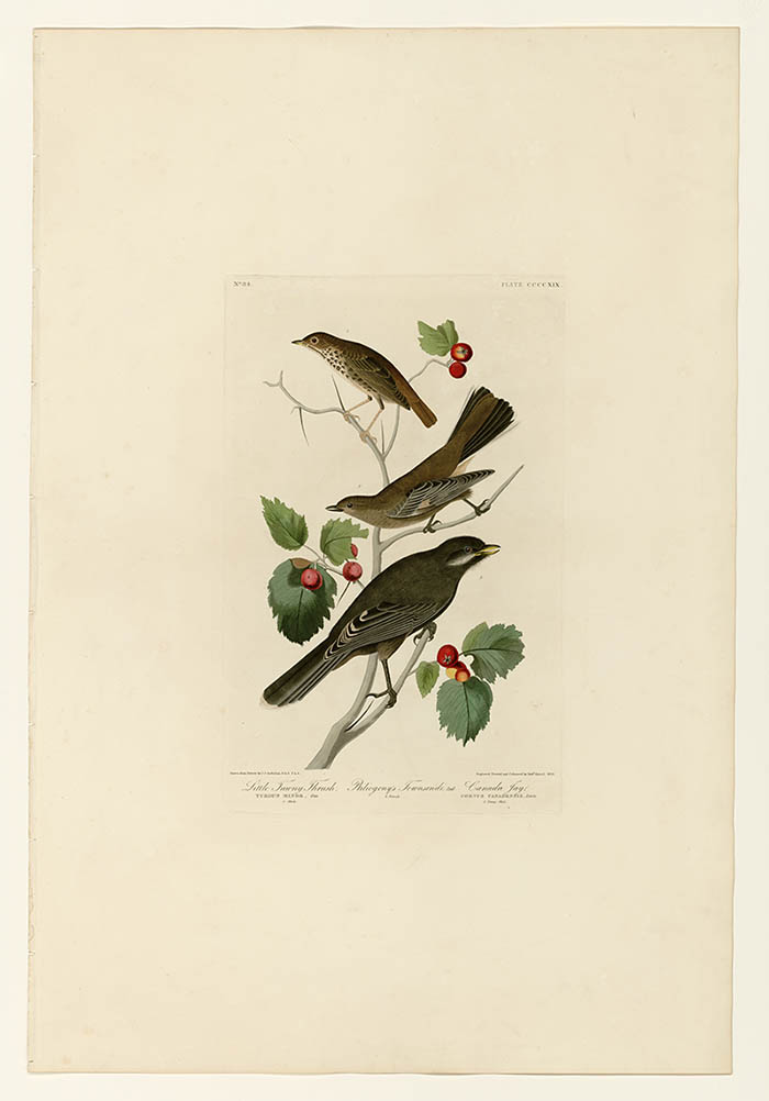 美国鸟类谱图 奥·杜邦 419_I._Little_Tawny_Thrush_-_2 