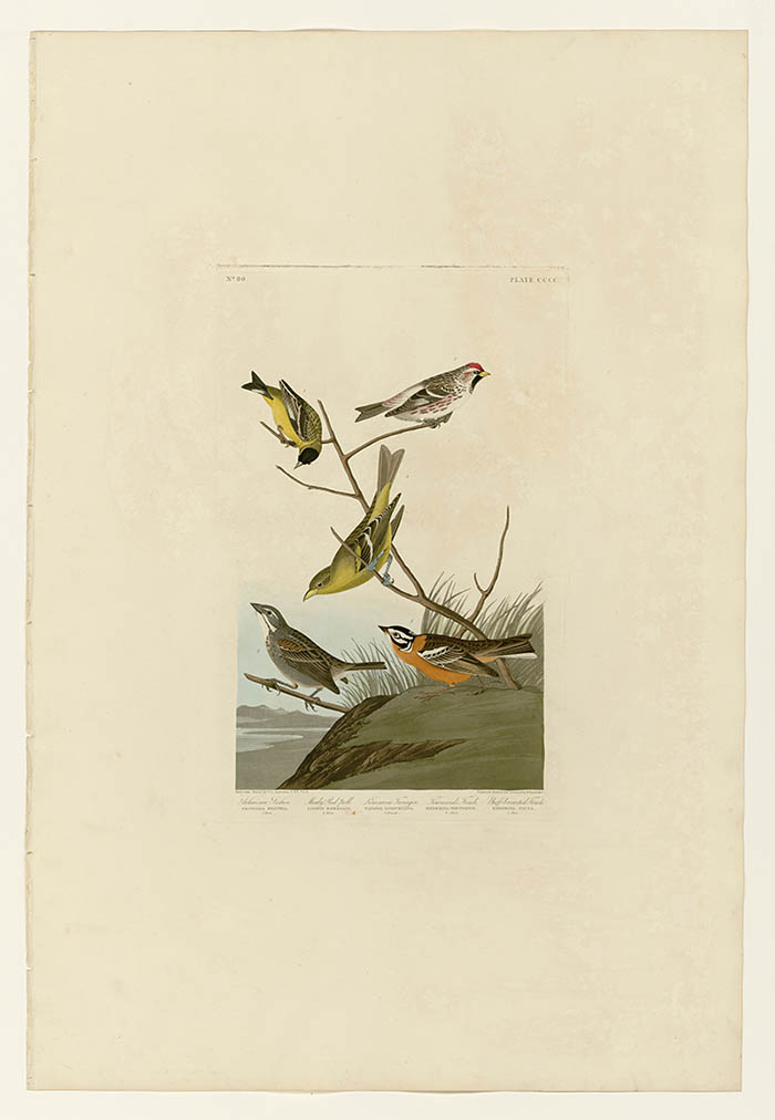 美国鸟类谱图 奥·杜邦 400_I._Arkansaw_Siskin_-_2._Me 