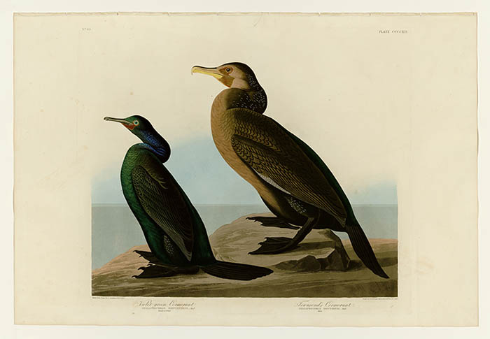 美国鸟类谱图 奥·杜邦 412_I._Violet-green_Cormorant_ 