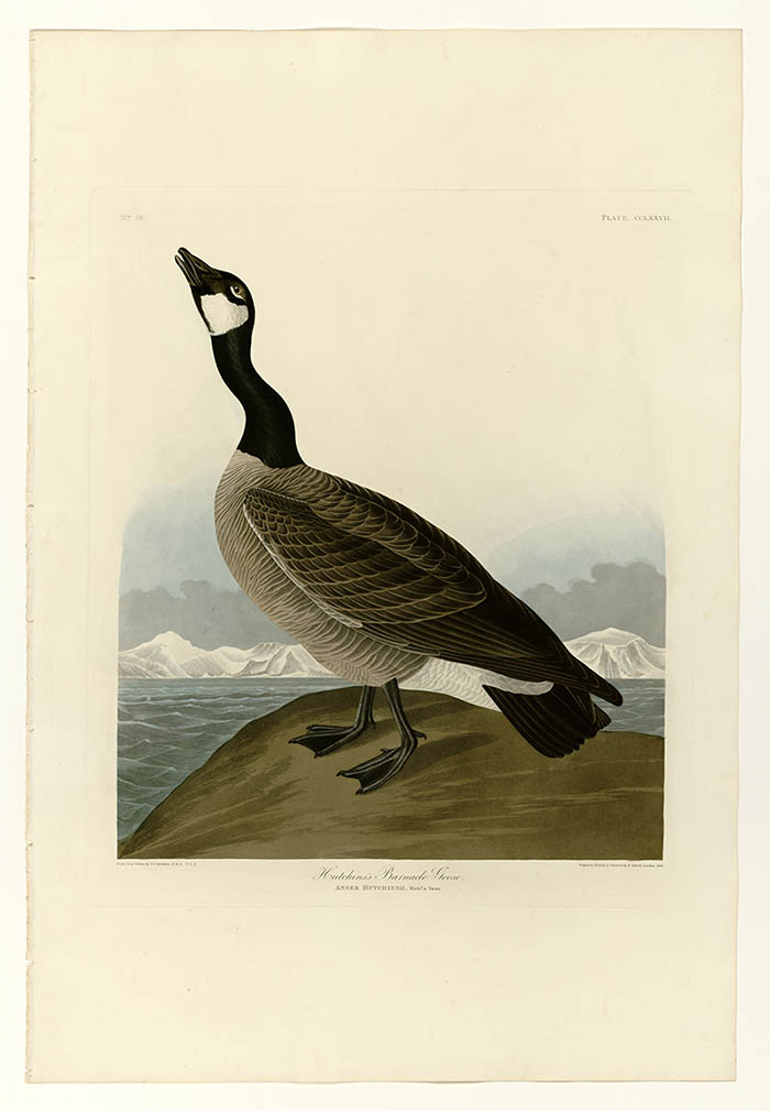 美国鸟类谱图 奥·杜邦 277_Hutchins's_Barnacle_Goose[鸟 